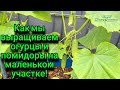 Германия / Как мы выращиваем помидоры и Огурцы на маленьком Участке в Германии.Хороший урожай .