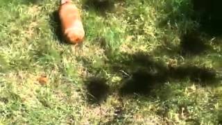 Exploding frozen diet root beer #2
