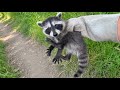庭にアライグマの子供が落ちてたんだが