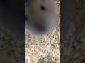 바라밤바라밤 #hamster