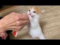 ちゅーるに唸って噛み付く元野良猫の子猫の未来が心配です
