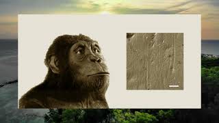 Australopithecus, BEFORE we were Human