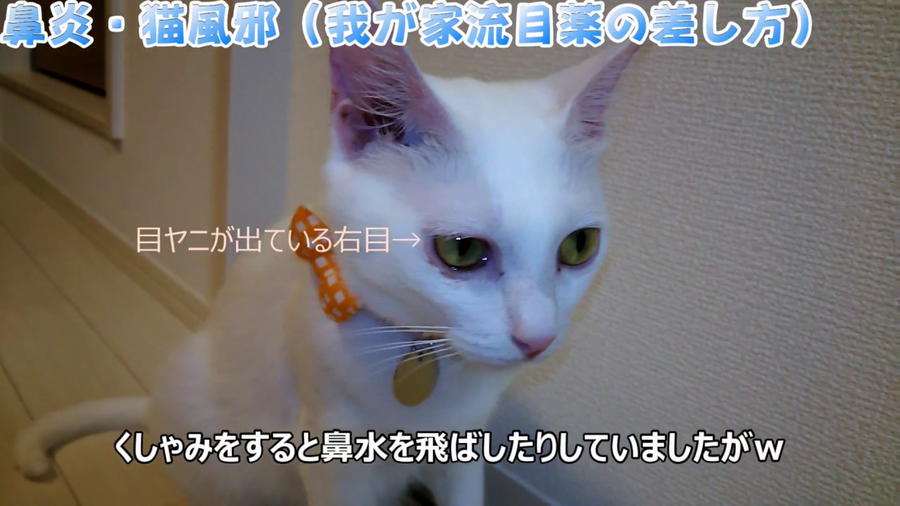 鼻炎猫風邪による目ヤニ 我が家流の目薬の差し方 Eye Drop For Eye Mucus Treatment Due To Rhinitis And Cat Cold Youtube