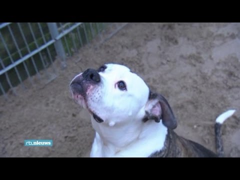 Asiels tjokvol pitbulls: 'Mensen vinden het stoer' - RTL NIEUWS