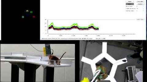 Neurescence Quartet® - Star Maze - Simultaneous multi-region calcium imaging of freely behaving mice