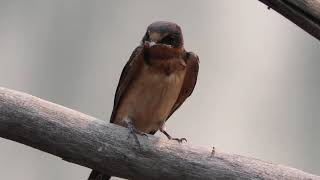 Barn Swallow
