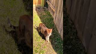 My Bengal cat tries to escape the new fence. Day in the Life of a Google Ads Specialist (2022)
