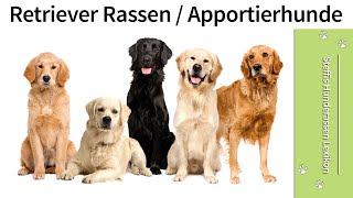 Steffi`s Hunderasse Lexikon ➡️ Retriever Rassen / Apportierhunde ➡️ Die Hunderasse Retriever ✔️