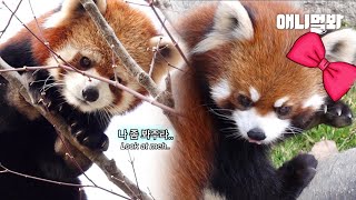 When Red Pandas Fall In Love