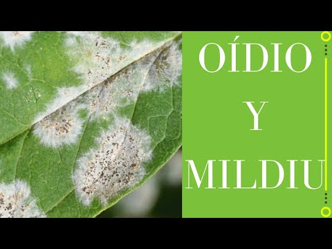 Video: Tratamiento del mildiú velloso del nabo: Aprenda a manejar el mildiú velloso en los nabos