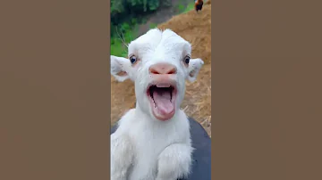 اغنيه الخواريف خواريف العيد اغنيه الحيوانات Goat Shorts 