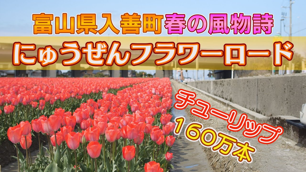 年にゅうぜんフラワーロードが開幕 年4月11日 土 撮影 Youtube