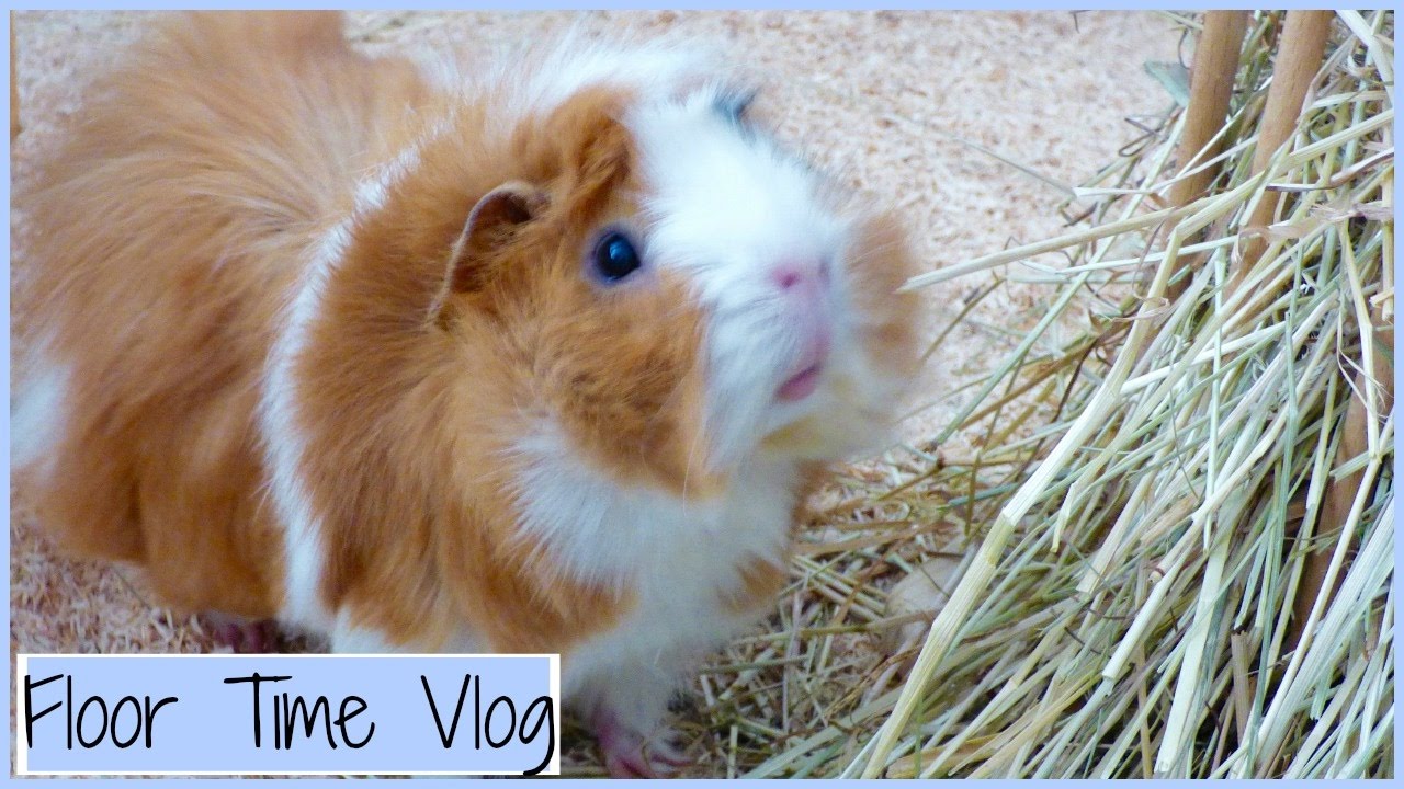 Guinea Pig Floor Time Vlog YouTube