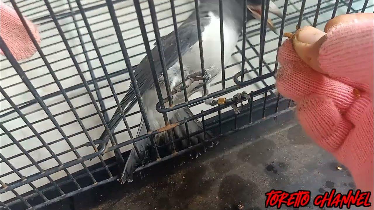 Cara merawat Burung Kekep Babi hingga bisa Free Fly (FF) dan Pakan