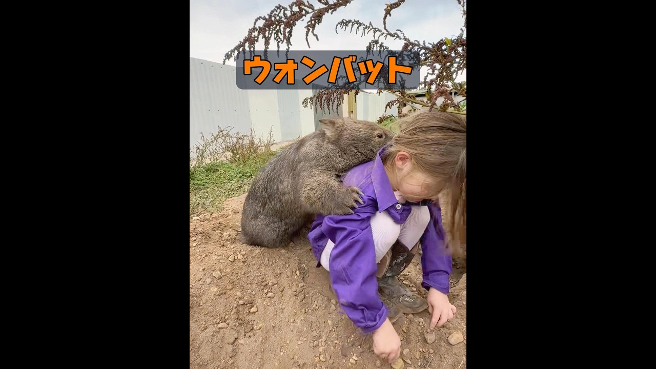 ウォンバットはなぜ人間にとても友好的なのでしょうか？ #animals #動物プロダクション #動物 #自然 #癒し