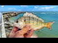 Live PINFISH BAIT Hooks Pier Beast! (Florida Pier Fishing)