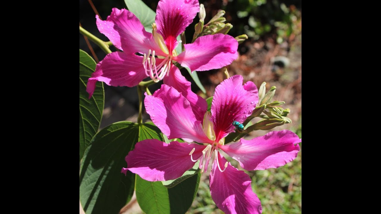 Hong Kong Orchid Tree (Bauhinia blakeana) 
