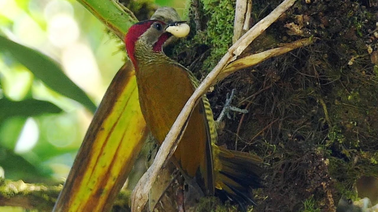 Golden-olive Woodpecker in Costa Rica 