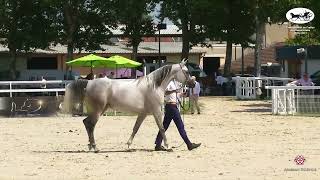 Championnat de France du Cheval Arabe - Vichy 2021 - Class 6