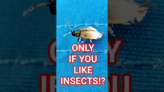 #shorts #viral #howto #tips #latest #subscribers #newest #subs #top10 #livestream #iphone