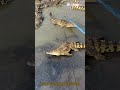 Crocodile Farm Catch! Electric Prod Capture in Action 🐊⚡