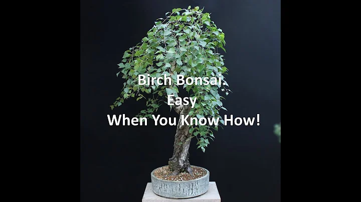 Birch Bonsai. Easy When You Know How!