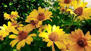 Heliopsis (Sonnenaugen) |Buhay ay Ganyan