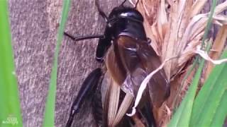 گروه هنری 22 - جیرجیرک screenshot 2