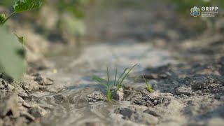GRIPP: Providing solutions to a resilient groundwater-dependent future | IWMI