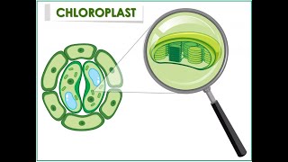 bio201 practical no  3. part A Observation of amyloplast from potato tuber