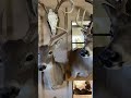 Tarrant County taxidermist’s interest comes from love and respect for animals
