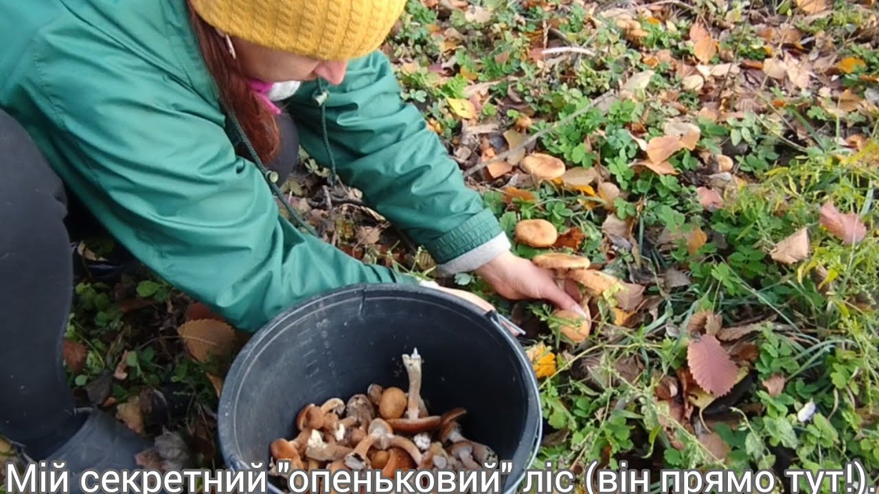 Збираю опеньки прямо за городом!!!🍄🍁🍂🍃//Опеньки 2025: збір біля дому