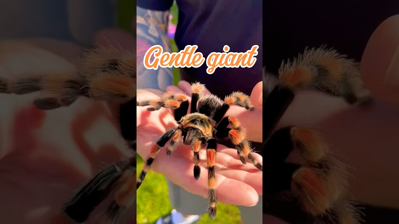 MY PET TARANTULA! ❤️🕷️ #pets #spider #tarantula #fyp #viral #exotic #brachypelma #mexico #uk #wow