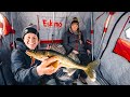 EASY Access Walleye (Ice Road Fishing)