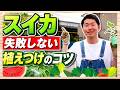 【スイカ栽培】ここが重要！失敗しない植えつけのコツ【ハイポネックス】【リキダス】