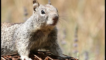 Controlling Ground Squirrels in Nut Orchards with Roger Baldwin