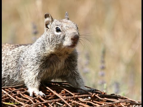 Video: Vor descuraja naftalinele veverițele de pământ?