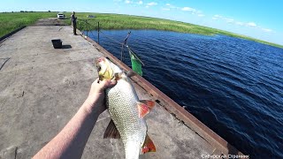 Нашли старый мост и как давай таскать.