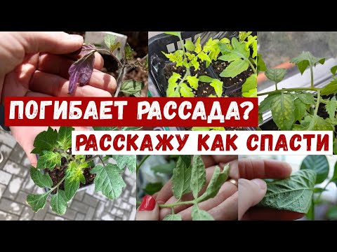 ПОГИБАЕТ РАССАДА? НЕ ПАНИКУЙ, подскажу как спасти