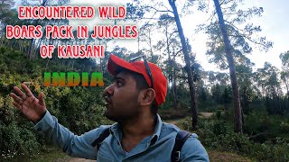 We Encountered WILD BOARS pack while trekking in Jungles of KAUSANI Uttarakhand by Nature and WildLife 60 views 1 year ago 8 minutes, 50 seconds