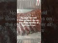 like and subscribe! #bbq #grill #midwest #ribs #funny #summer