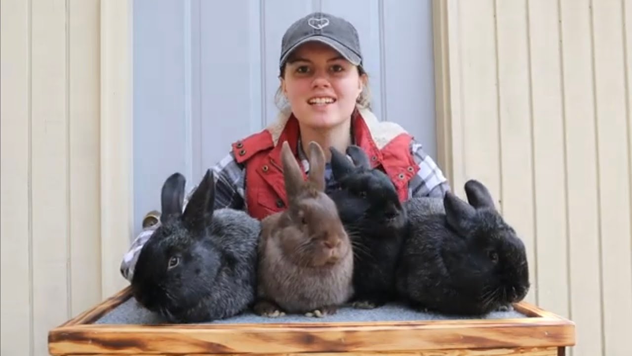 SILVER FOX litter evaluation ~ 13 weeks old - YouTube