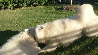 Vicious Samoyed Fight [SHOCKING] by Samoyed Life 17,338 views 5 years ago 2 minutes, 30 seconds