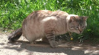 Кот с колокольчиком #155 Золотая цепь на шее кота