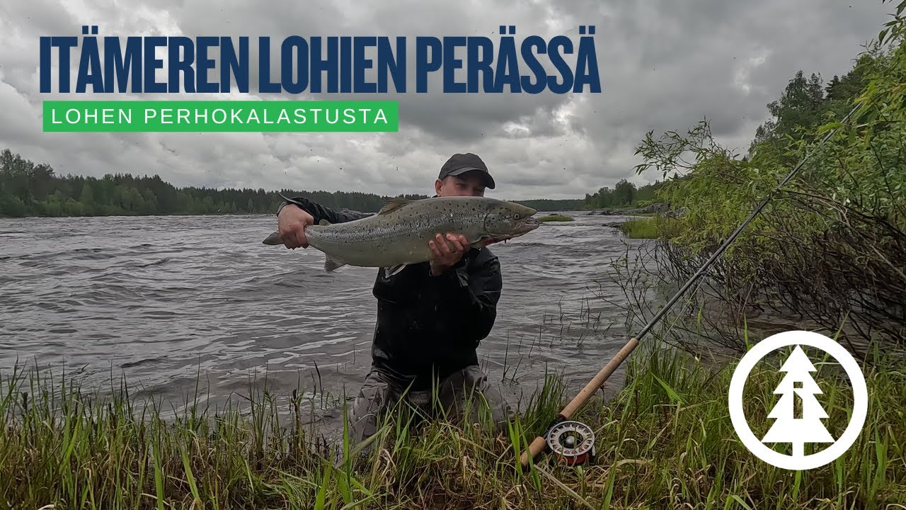 Itämeren lohien perässä | lohen perhokalastusta