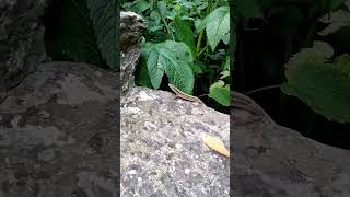 Wow, There&#39;s a Lizard! #lizard #reptile #funnyvideo