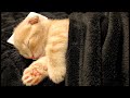 子猫が布団に入ってきたので添い寝して一緒に寝てみたら...【短足マンチカン】