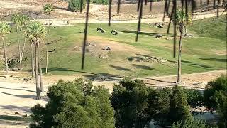 Giraffe Cam Stream