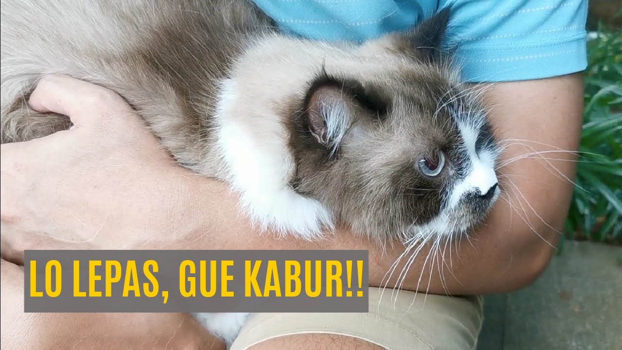 Kucing Santuy Diajak Main Ke Taman Malah Nyaris Kabur