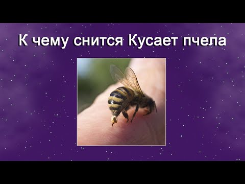 К чему снится Кусает пчела – толкование сна по Соннику